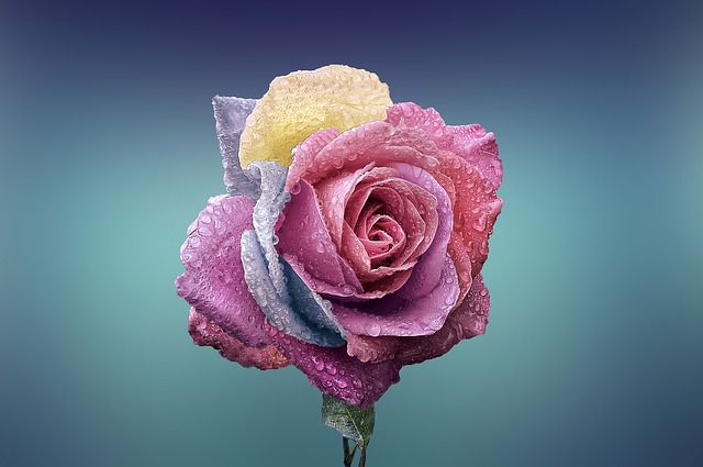 Rose Rose